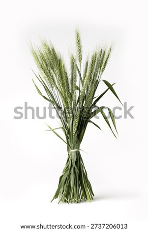 Bundle of wheat ears arranged together on a clean white background, highlighting golden grain texture, harvest symbolism, and agricultural cereal crop concept