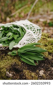 A bundle of wild garlic ramsons lying on forest moss next to an open cotton mesh bag after foraging. A visual story of natural food, sustainable harvest and mindful connection with nature