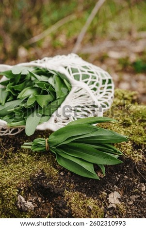 A bundle of wild garlic ramsons lying on forest moss next to an open cotton mesh bag after foraging. A visual story of natural food, sustainable harvest and mindful connection with nature