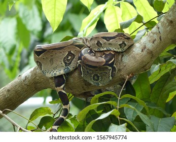 
Bundled Anaconda Snake (Boa Constrictor) Boidae Family. Amazon Rainforest, Brazil
