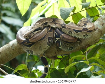 
Bundled Anaconda Snake (Boa Constrictor) Boidae Family. Amazon Rainforest, Brazil
