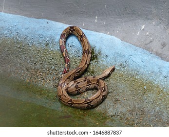 Bundled Anaconda Snake (Boa Constrictor) Boidae Family. Amazon Rainforest, Brazil