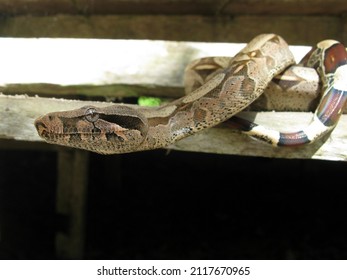 Bundled Anaconda Snake (Boa Constrictor) Boidae Family. Amazon Rainforest, Brazil