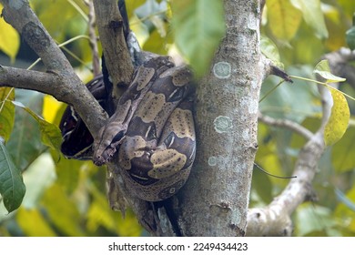 Bundled Anaconda snake (Boa constrictor) Boidae family. Amazon rainforest, Brazil - Shutterstock ID 2249434423