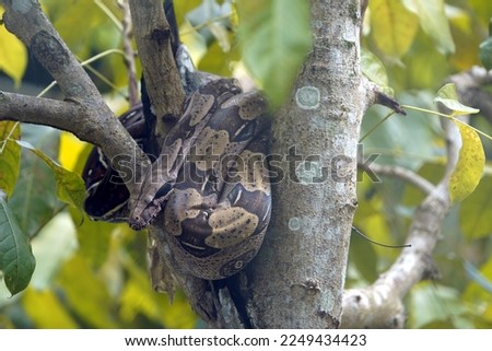 Bundled Anaconda snake (Boa constrictor) Boidae family. Amazon rainforest, Brazil