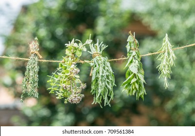 Bundles Of Flavoured Herbs Drying On The Open Air. Nature Background.