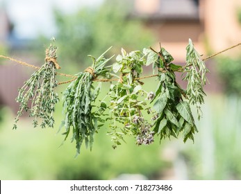 Bundles Of Flavoured Herbs Drying On The Open Air. Nature Background.