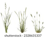 Bundles of green meadow grass with spikelets isolated on white background.