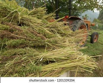 Bundles Of Hemp Plants On The Trailer And Tractor: Industrial Hemp Cultivation Concept