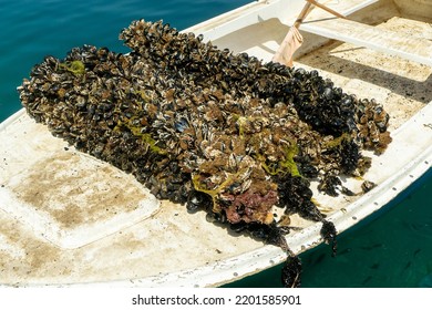 Bundles Of Mussels Lie On A Barge, On A Mussel Farm. Fresh Sea Mussels Are Ready For Sale At The Family Sea Farm. Fresh Seafood, Mussels For Sale