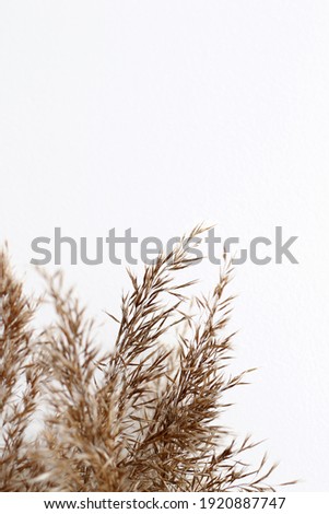 bundles of reed on white background