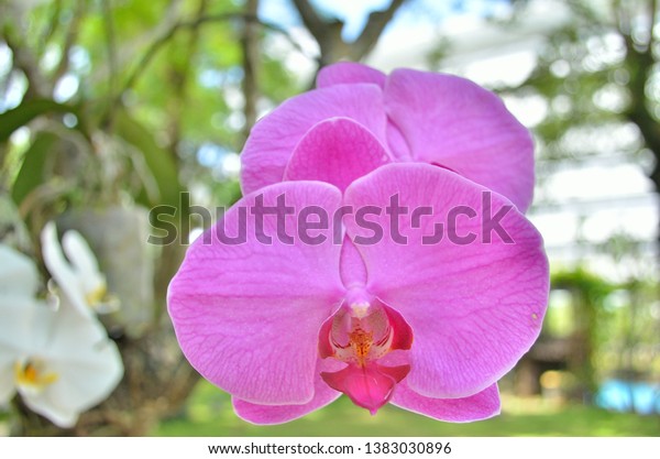 Bunga Anggrek Bulan Taiwan Ungu Phalaenopsis Stock Photo Edit Now 1383030896