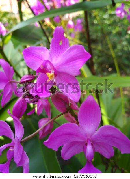 Bunga Anggrek Violet Stock Photo Edit Now 1297369597
