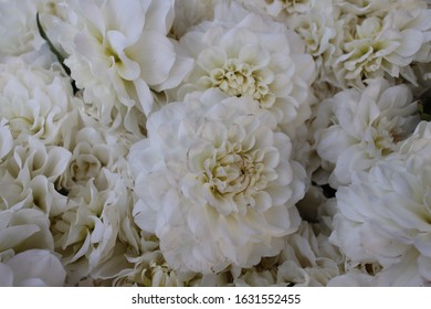 Bunga Chrysant Putih. White Chrysant Flower. 