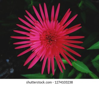 4000+ Wallpaper Bunga Gerbera Terbaik 4000+ Wallpaper Bunga Gerbera Terbaik