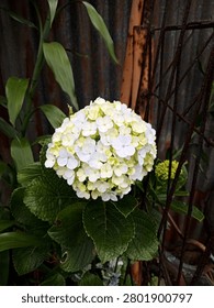 Bunga hortensia or Hydrangea macrophylla (Hydrangeaceae).