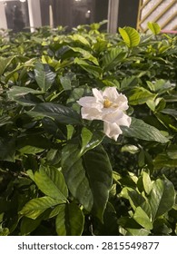 Bunga Kaca piring di halaman ku Kaca Piring Flowers in my garden