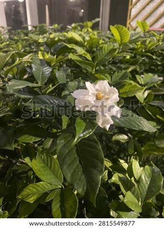 Bunga Kaca piring di halaman ku Kaca Piring Flowers in my garden