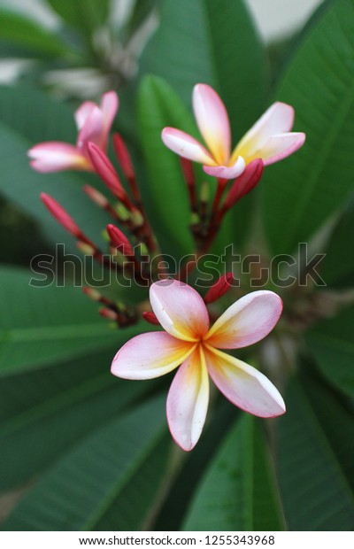 Bunga Kamboja Pink Nature Stock Image 1255343968