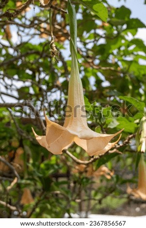 Bunga Kecubung (Datura Metel, Brugmansia Arborea, Angel's Trumphet Flower, Solanaceae). A poisonous flower that can cause strong hallucination, or worst case, permanent brain damage if consumed.