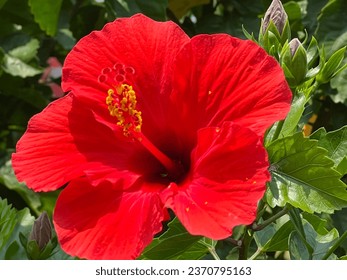 Bunga kembang sepatu (Hibiscus rosa-sinensis L.) is a plant that thrives and is widely used as a living fence and ornamental plant in subtropical and tropical regions