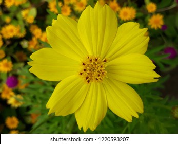  Bunga  Kuning  Images Stock Photos Vectors Shutterstock