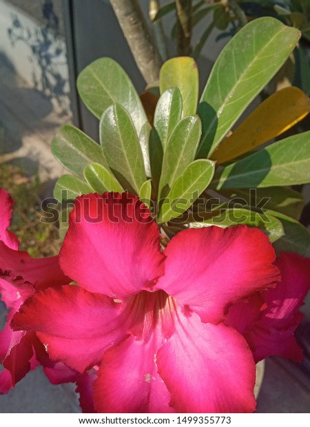 Bunga Mawar Mekar Yang Sangat Indah Nature Stock Image 1499355773