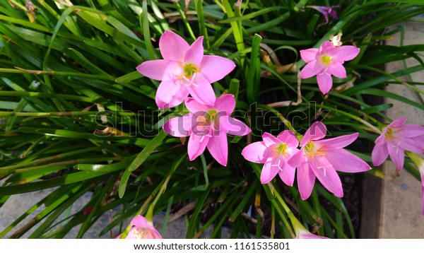 Terbaru 10+ Gambar Bunga Cantik Pink - Gambar Bunga Indah