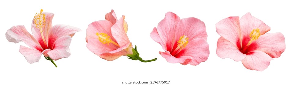Bunga raya. Bright large pink hibiscus flower. Flowers of Chinese hibiscus, China rose. Hawaiian hibiscus, rose mallow , shoeblack plant (Hibiscus rosa-sinensis).