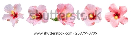 Bunga raya. Bright large pink hibiscus flower. Flowers of Chinese hibiscus, China rose. Hawaiian hibiscus, rose mallow , shoeblack plant (Hibiscus rosa-sinensis).