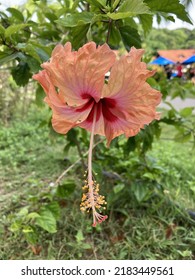 Bunga Raya In Garden Flower