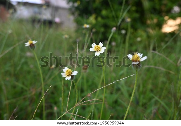 Bunga Rumput Liar Aka Bidens Pilosa Stock Photo Edit Now 1950959944