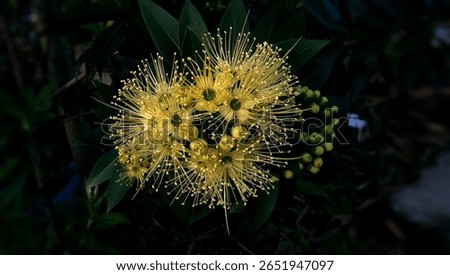 Bunga Santos Lemon Kuning - Xanthostemon chrysanthus. Yellow lemon santos flower in bloom with blurred background