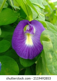 bunga telang adalah salah satu tanaman obat-obatan. bisa digunakan sebagai teh, obat mata untuk bayi dan juga sebagai pewarna makanan alami berwarna biru