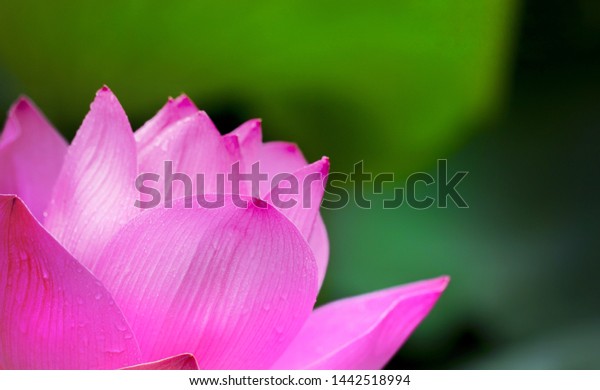 「bunga Teratai Indonesian Waterlily English Nymphaea」の写真素材（今すぐ編集） 1442518994 0781