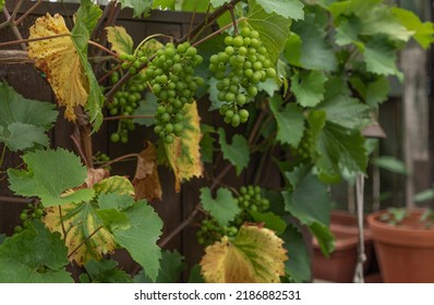 Bunhes Of Hanging Green Unripe Grapes Hanging On Fence With Discoloured Leaves On The Vine