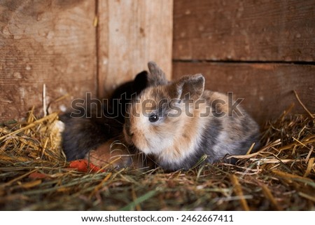 Bunny Banquet: Tiny Rabbit Feasting