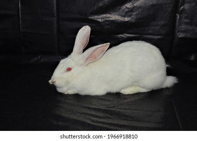 Bunny Breed: New Zealand White Rabbit Isolated.
Big White Rabbit Cleans Itself On Black Background.
Rabbits.
Pets, Pet Vet.
Exotic Veterinarian.
Veterinary Medicine.
Farm Animals, Animal.
Agriculture