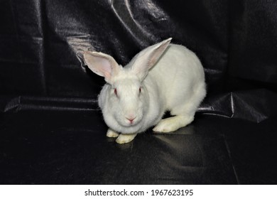 Bunny Breed: New Zealand White Rabbit Isolated.
Big White Rabbit Cleans Itself On Black Background.
Rabbits.
Pets, Pet Vet.
Exotic Veterinarian.
Veterinary Medicine.
Farm Animals, Animal.
Agriculture