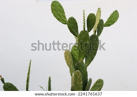 Bunny ear cactus (Opuntia microdasys ear cactus) is a small thorny cactus planted next to a white wall. This plant is shaped like a bow or rat's ear. It is a popular ornamental plant planted in garden