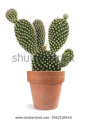  Bunny ears cactus in vase isolated on white