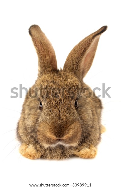 Bunny Face Stock Photo (Edit Now) 30989911