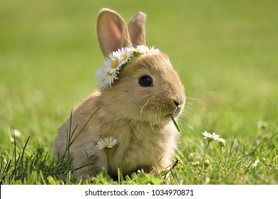Bunny in grass, daisy coronet, spring and easter.