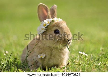 Bunny in grass, daisy coronet, spring and easter.