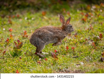 A bunny hopping in the grass