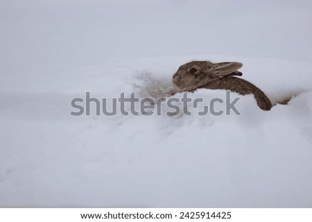 Bunny huddled in winter snowbank environment at mouth of rabbit hole in January at Maxwell National Wildlife Refuge in New Mexico, United States