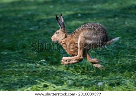 Bunny Lepus europaeus is running on the field looks like kangaroo. Motion study picture. Very expanded hare in Czech republic. Sunny evening.