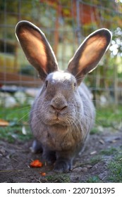 Bunny Nose Close Up. Soft Selective Focus       