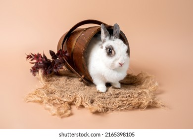 Bunny On A Studio Cream Backdrop, White Fluffy Bunny. Domesticated Pet Rabbit.