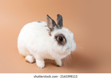 Bunny On A Studio Cream Backdrop, White Fluffy Bunny. Domesticated Pet Rabbit.